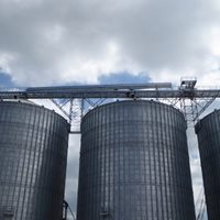 Rumania: 200 000 toneladas de trigo