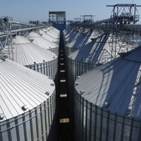 Rumania: 200 000 toneladas de trigo