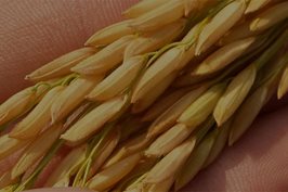 Soluciones para la molienda de arroz