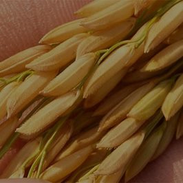 Soluciones para la molienda de arroz